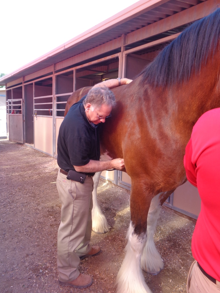  - red-bluff-dr-steve-adair-with-clydesdales-red-bluff-14-5