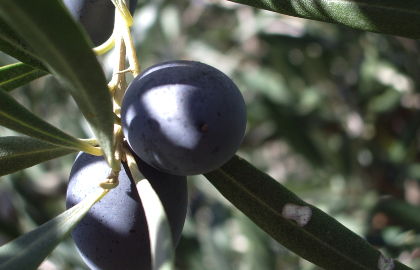 olives