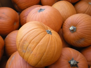 go-pick-pumpkin-pix-399-599