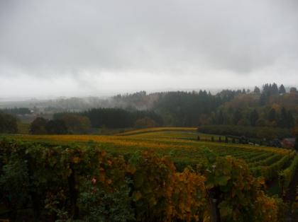 oregonwinecountry02