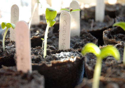 seedswap