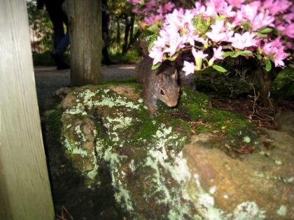 squirrelflowers