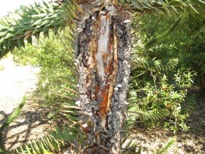 4-bacteriamonkey-puzzle-tree