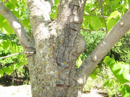 discloration-of-barkredbud