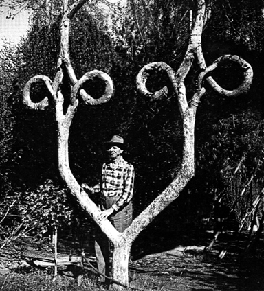 loopytree