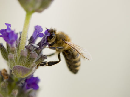 beefestival