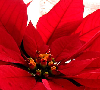 pointsettia_image