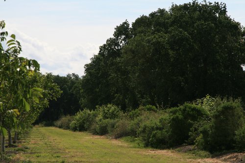 An established hedgerow running along one of Fred Stolp's young walnut orchards