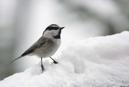 Mountain chickadee near Silver Gate, MT;Jim Peaco;December 2005