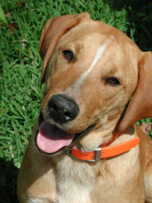 dog picture