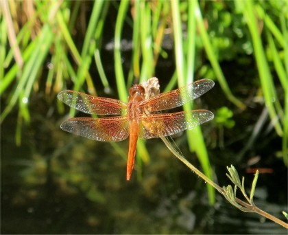 dragonfly