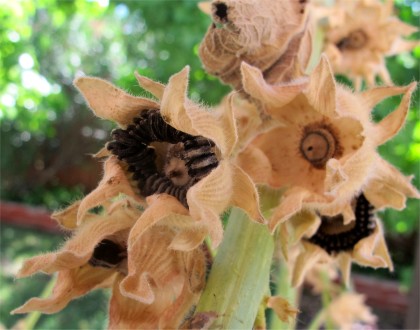 hollyhock