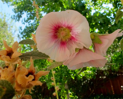 hollyhock2