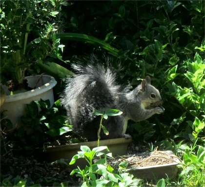 squirrel2