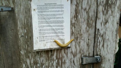 banana slug rules