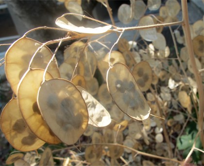 money plant