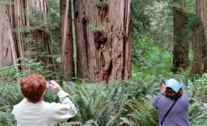 redwood wonder