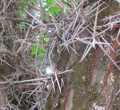 spiney locust