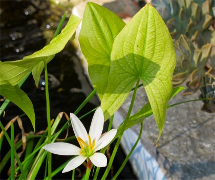 waterplant