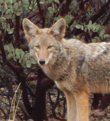 Sheri's coyote