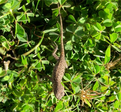 baby lizard