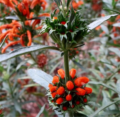 calif fushsias
