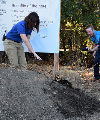 Digger the badger takes part in the groundbreaking.