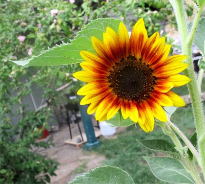 sunface1