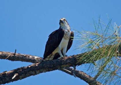 Mark's bird of prey