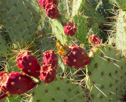 Northern California Survivor