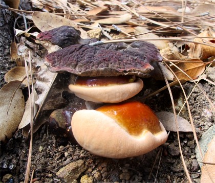mushroom