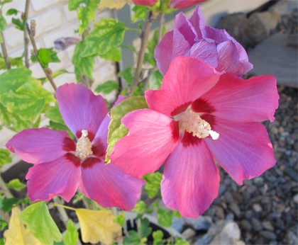 rose of Sharon