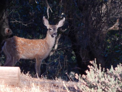 sheri's deer