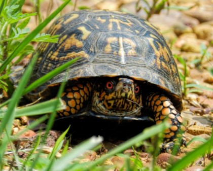 turtle in its shell because its afraid duh morguefile