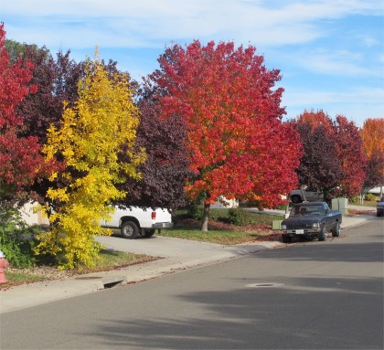 Fall Street Scene