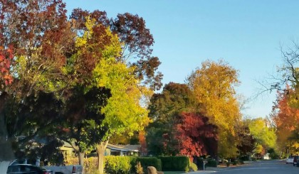 fall trees on Lincoln St.