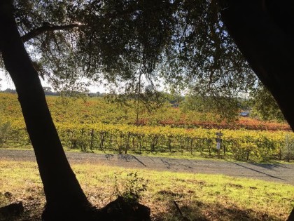 vineyard2