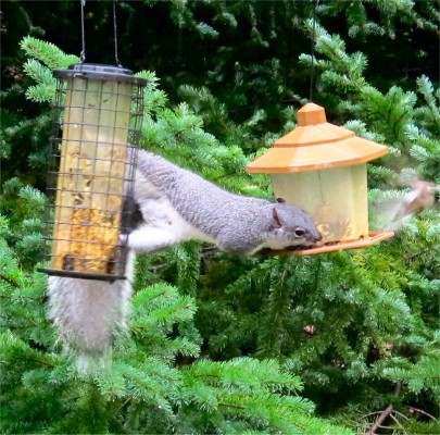 squirrel at feeder