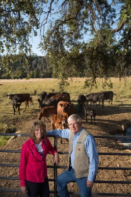 Jim and Mary Rickert Leopold Finalists at property near Anderson CA with closed herd cattle and calfs