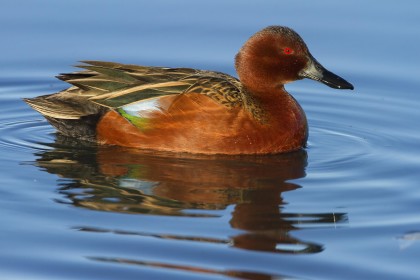cinnamon teal
