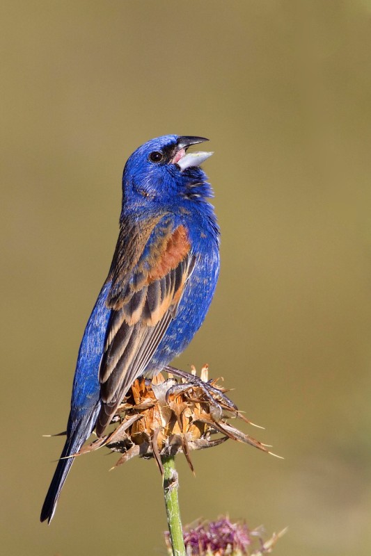 Blue Grosbeak - Redding Wastewater Treatment Facility