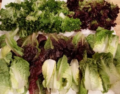 lettuce