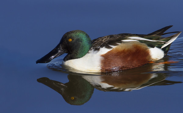 northern-shoveler59
