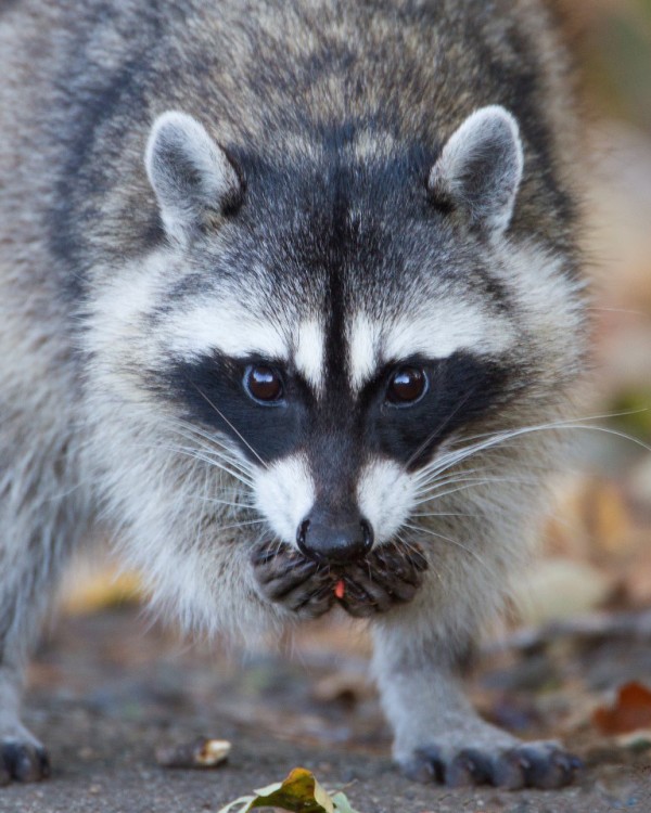 raccoon32