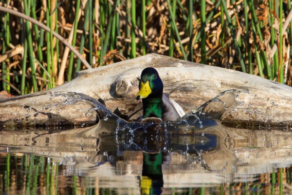 mallard77