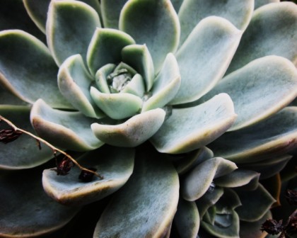 succulent morguefile