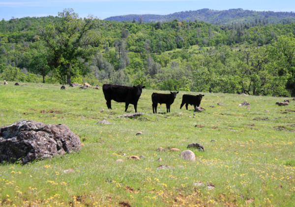 1.cows