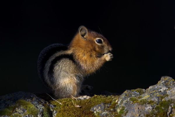 golden-mantled-ground-squirrel48