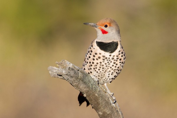 northern-flicker189