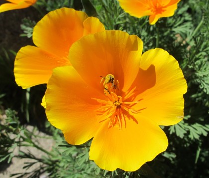 poppy